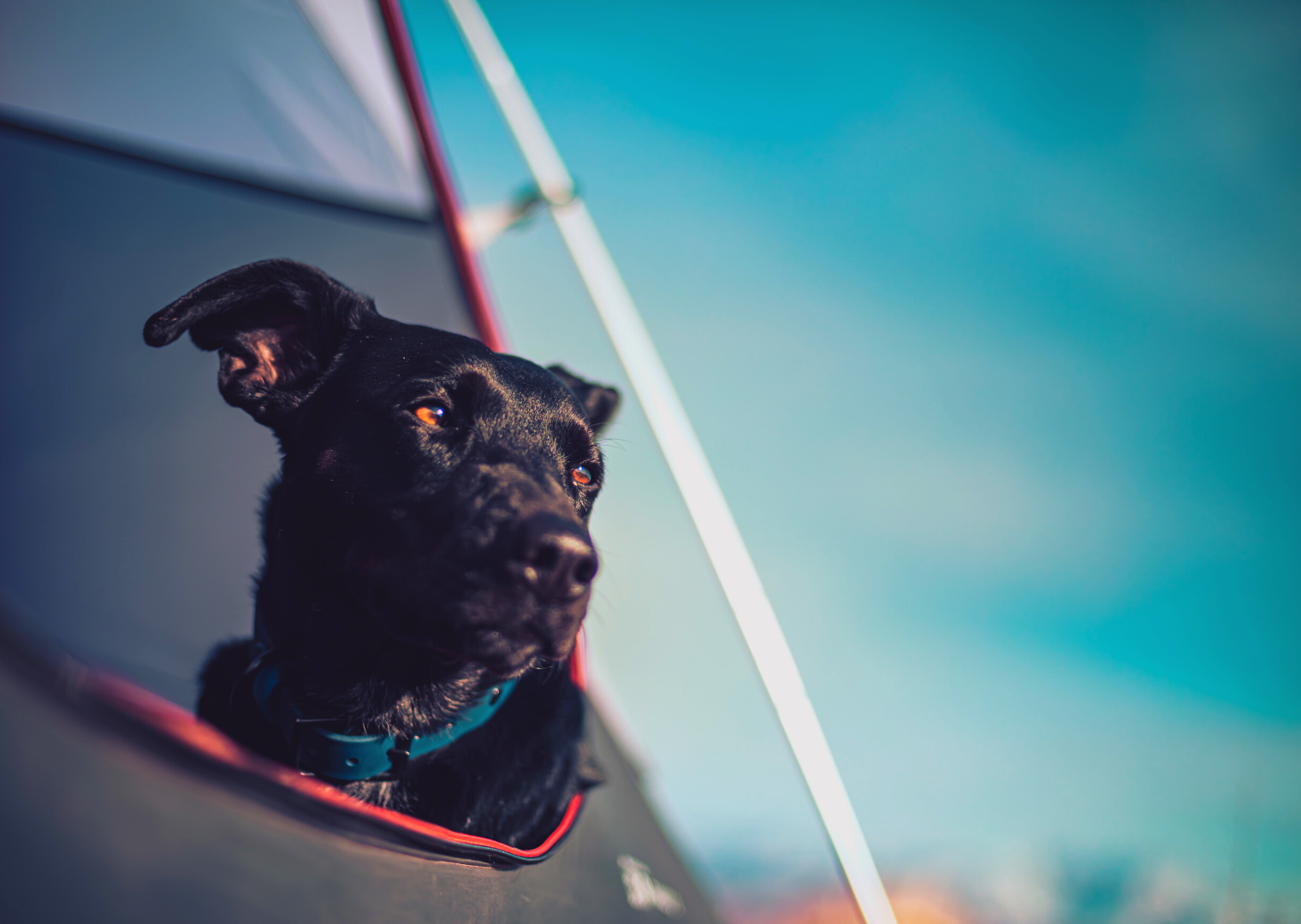 6 Tips for Camping with Your Dog in a RTT for the First Time